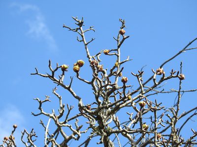 Pyrus bourgaeana, photographed by Duarte Frade