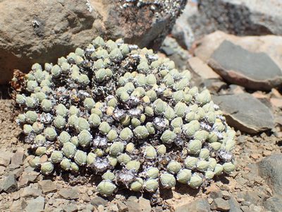 Antimima pumila, photographed by Mahomed Desai