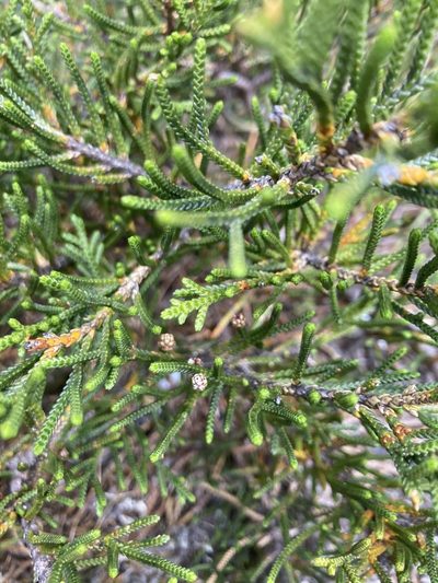 Microcachrys tetragona, photographed by krumpianking
