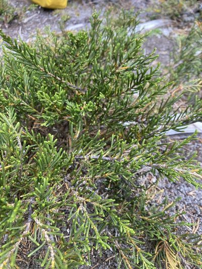 Microcachrys tetragona, photographed by krumpianking