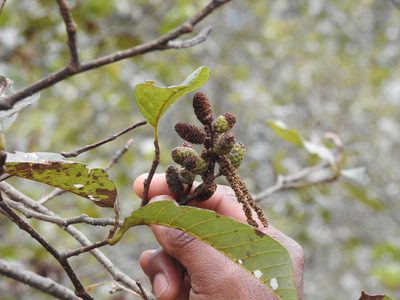 Alnus nepalensis