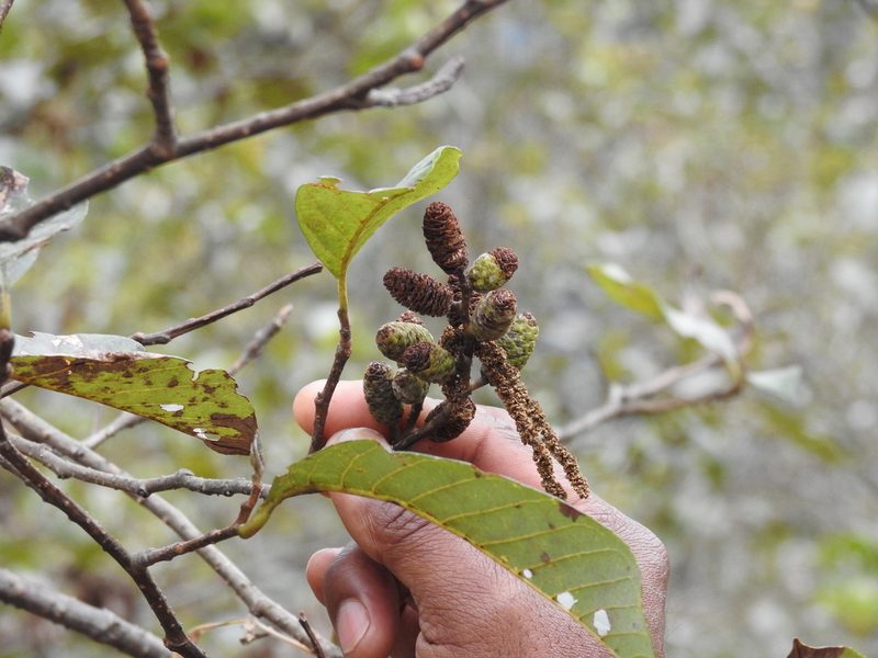 Alnus nepalensis, photographed by Ansil B.R.
