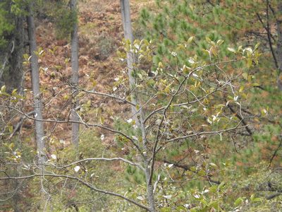 Alnus nepalensis, photographed by Ansil B.R.