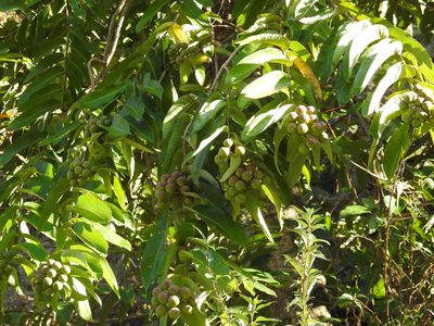 Duabanga grandiflora, photographed by Ansil B.R.