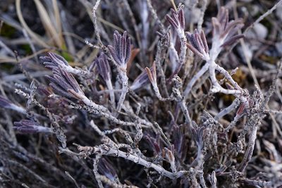 Teucrium montanum, photographed by Patrick Hacker