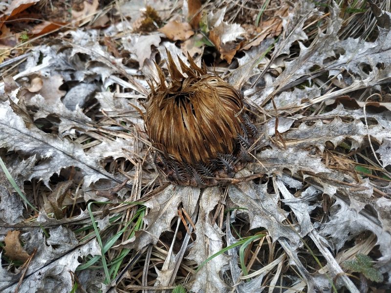 Carlina acanthifolia, photographed by Tim Johnson