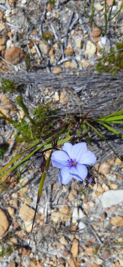 Aristea oligocephala, photographed by Eugene Hahndiek
