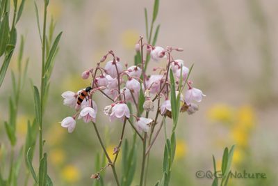 Poacynum pictum, photographed by Wang.QG