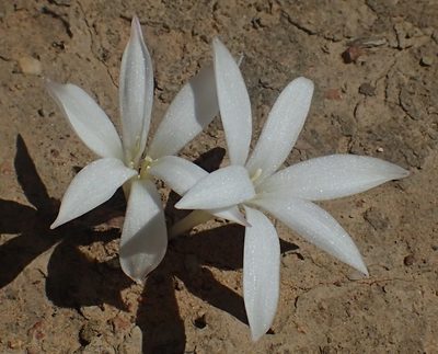 Apodolirion lanceolatum, photographed by Nicola van Berkel