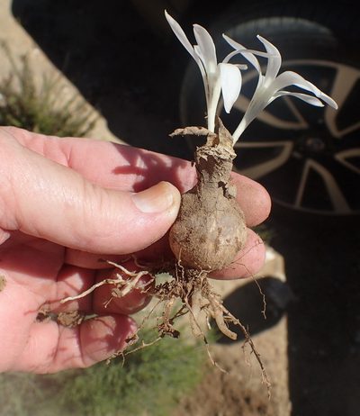 Apodolirion lanceolatum, photographed by Nicola van Berkel