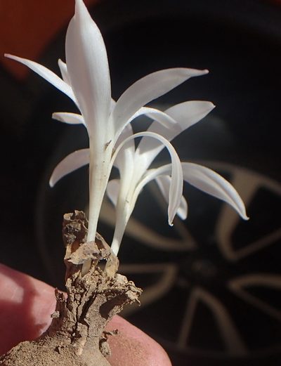 Apodolirion lanceolatum, photographed by Nicola van Berkel