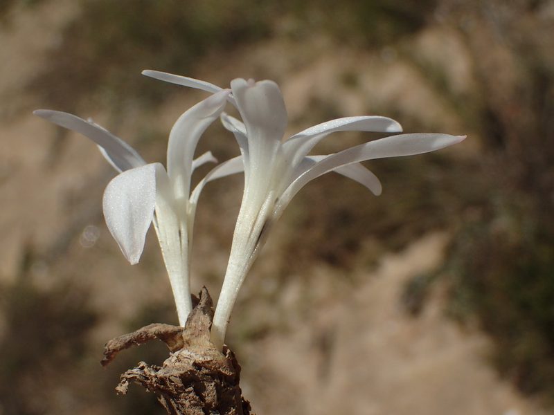 Apodolirion lanceolatum, photographed by Nicola van Berkel