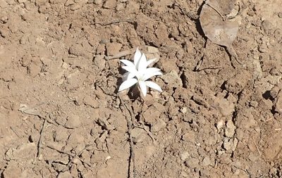 Apodolirion lanceolatum, photographed by Nicola van Berkel