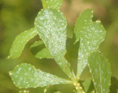 Psoralea lucens, photographed by Nicola van Berkel