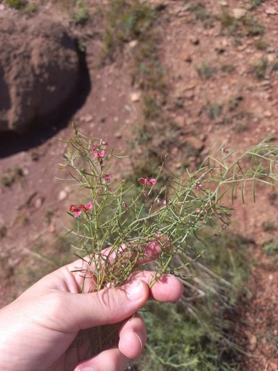 Indigofera pretoriana, photographed by Brian du Preez