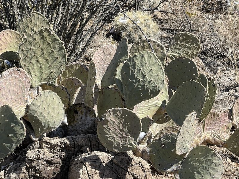 Opuntia orbiculata, photographed by CK2AZ