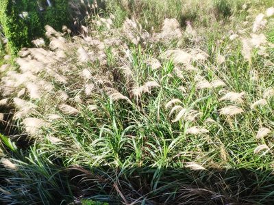 Miscanthus sinensis, photographed by 四角銅鑼