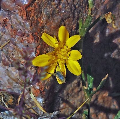 Gutierrezia mandonii, photographed by Hugo Hulsberg