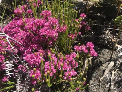 Erica seriphiifolia, photographed by Ren Hoekstra