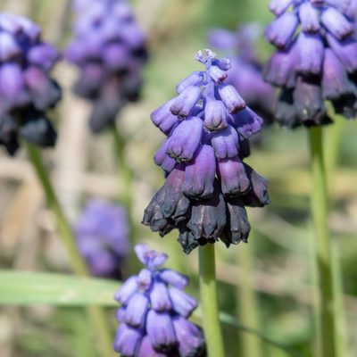 Muscari commutatum, photographed by Anna C