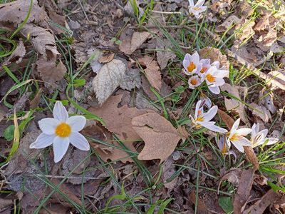 Crocus biflorus, photographed by Kenta Nakahashi