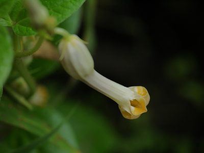 Ceropegia sahyadrica, photographed by Dinesh Valke