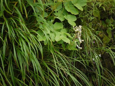 Ceropegia sahyadrica, photographed by Dinesh Valke