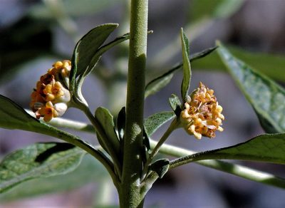Buddleja tucumanensis, photographed by Hugo Hulsberg