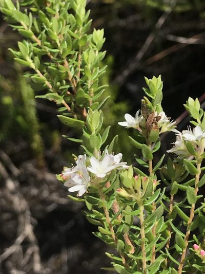 Agathosma planifolia, photographed by Ren Hoekstra