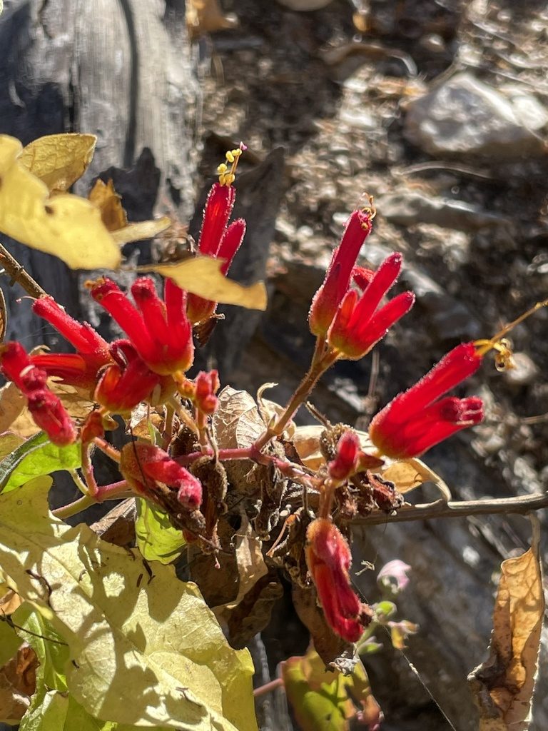 Mirabilis triflora, photographed by Sula Vanderplank