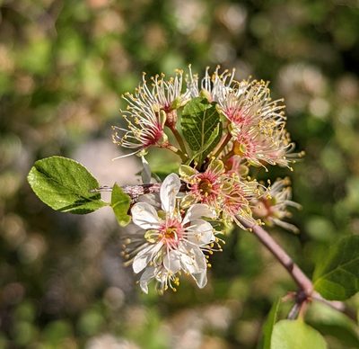 Prunus fremontii, photographed by Alan Prather