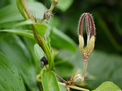 Ceropegia vincifolia, photographed by Dinesh Valke