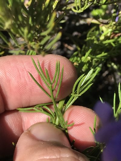 Psoralea azuroides, photographed by Ren Hoekstra