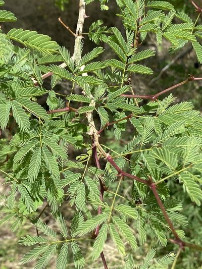 Senegalia erubescens, photographed by Dave U