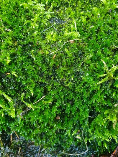 Dialytrichia mucronata, photographed by Jonathan Hughes