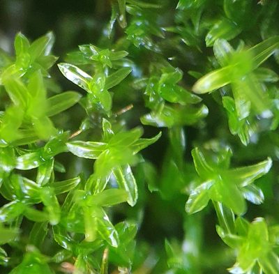 Dialytrichia mucronata, photographed by Jonathan Hughes