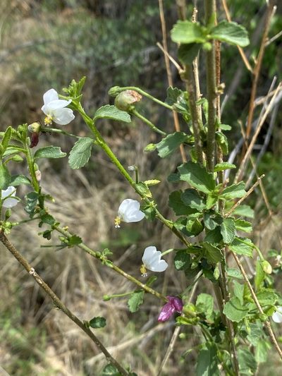 Hibiscus micranthus, photographed by Dave U