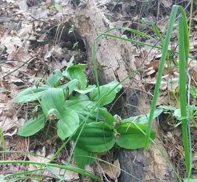 Cypripedium fasciculatum, photographed by John Brew