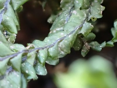 Plagiochila asplenioides, photographed by Jean-Paul Boerekamps