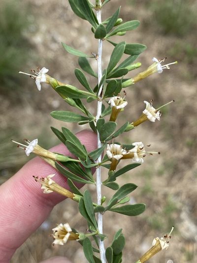 Lycium bosciifolium, photographed by Dave U