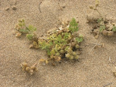 Daucus pumilus, photographed by Oleg Kosterin