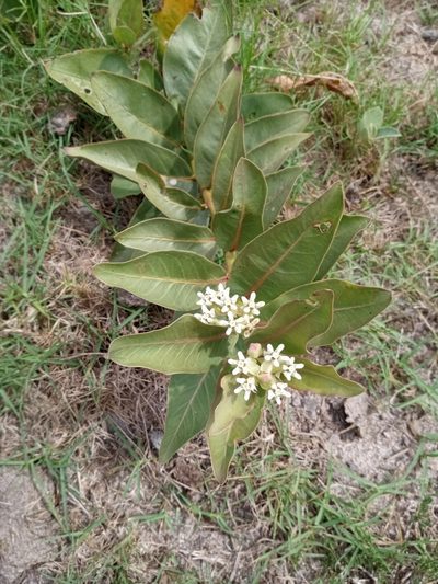 Asclepias candida, photographed by Sergio Olalde