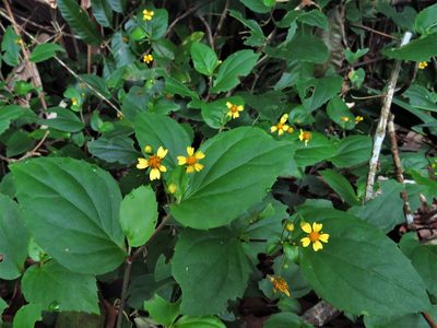Goldmanella sarmentosa, photographed by Annika Lindqvist