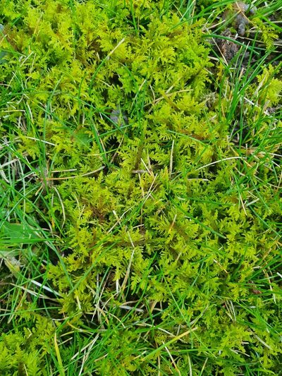Thuidium assimile, photographed by Jonathan Hughes