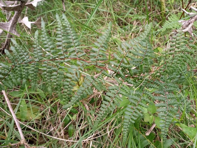 Adiantopsis chlorophylla, photographed by Sergio Olalde