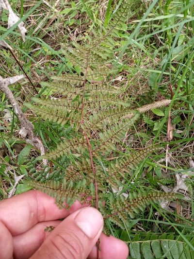 Adiantopsis chlorophylla, photographed by Sergio Olalde