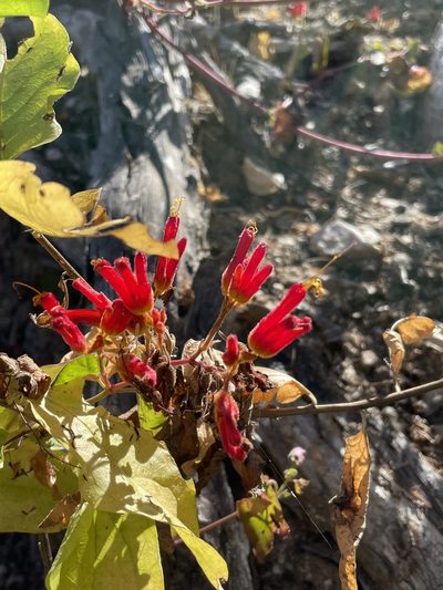Mirabilis triflora, photographed by Sula Vanderplank
