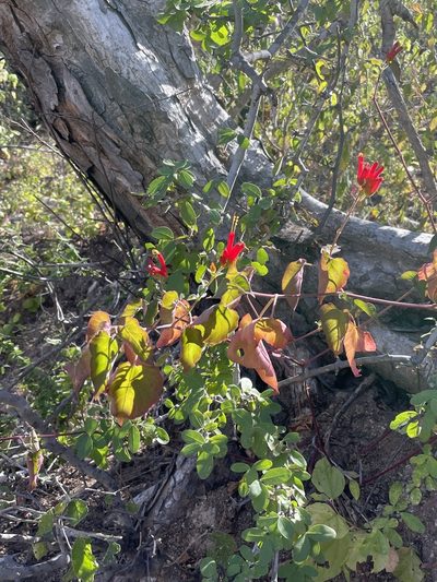 Mirabilis triflora, photographed by Sula Vanderplank