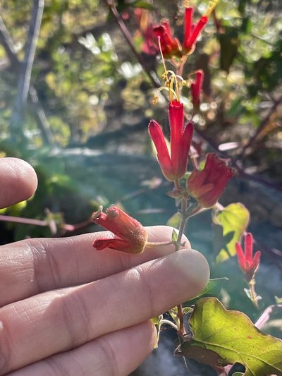 Mirabilis triflora, photographed by Sula Vanderplank