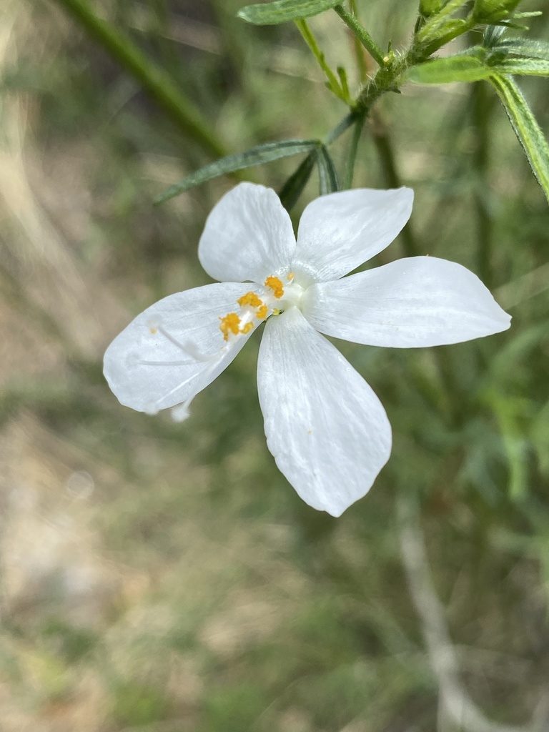 Hibiscus dinteri, photographed by Dave U